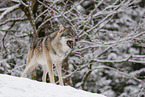 grey wolf