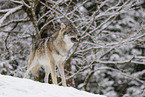 grey wolf
