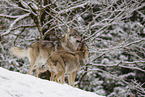 grey wolf