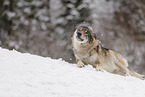 grey wolf