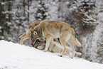 grey wolf