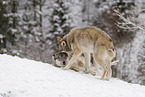 grey wolf