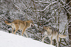 grey wolf