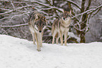 grey wolf