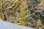 grey wolf