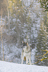 grey wolf