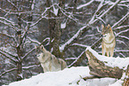 grey wolf