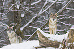 grey wolf