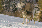 grey wolf