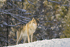 grey wolf