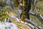grey wolf