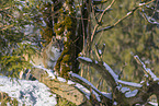grey wolf