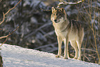 grey wolf