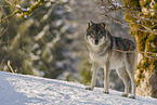 grey wolf