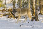 grey wolf