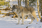 grey wolf
