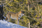grey wolf