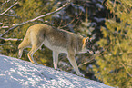 grey wolf
