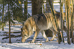 grey wolf