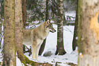 grey wolf
