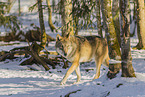 grey wolf