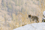 grey wolf