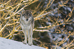grey wolf