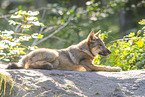 grey wolf