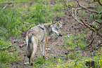 grey wolf