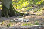 grey wolf