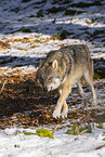 eurasian greywolf in winter