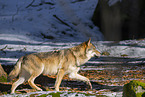 eurasian greywolf in winter