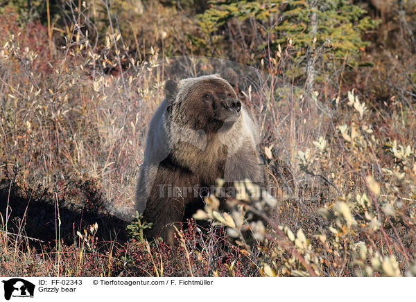 Grizzly bear / FF-02343