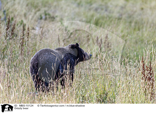 Grizzly bear / MBS-10124