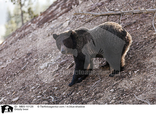Grizzlybr / Grizzly bear / MBS-10126