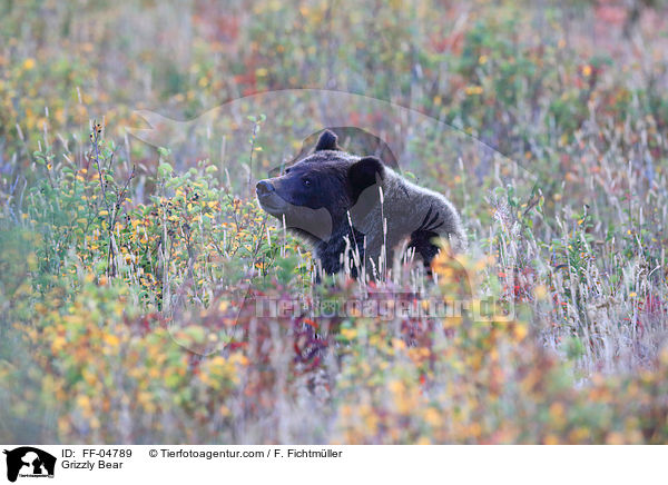 Grizzlybr / Grizzly Bear / FF-04789