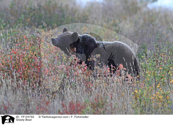 Grizzlybr / Grizzly Bear / FF-04792