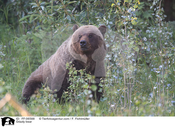 Grizzlybr / Grizzly bear / FF-06588