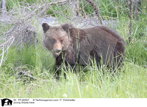 Grizzlybr Junges / young Grizzly bear / FF-06597