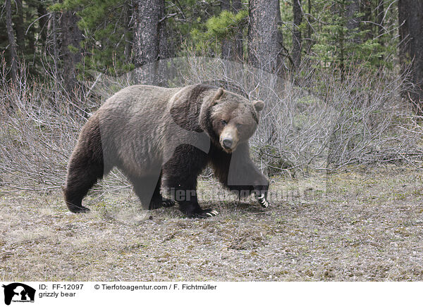 grizzly bear / FF-12097