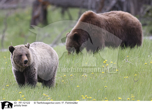 Grizzlybr / grizzly bear / FF-12122