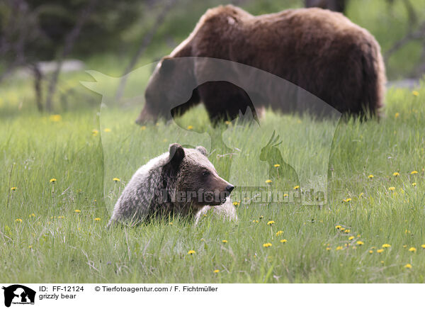 grizzly bear / FF-12124