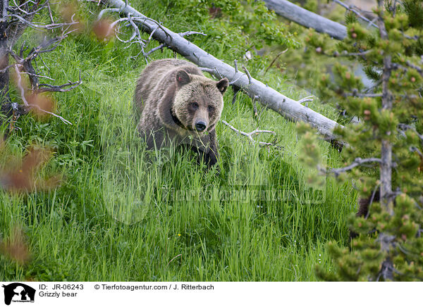 Grizzlybr / Grizzly bear / JR-06243