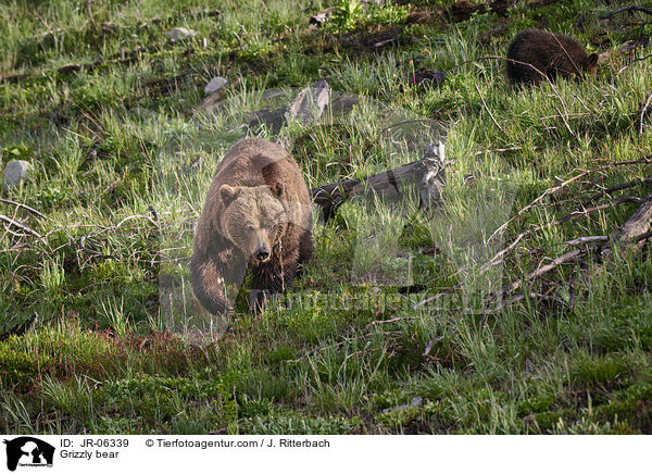 Grizzlybr / Grizzly bear / JR-06339