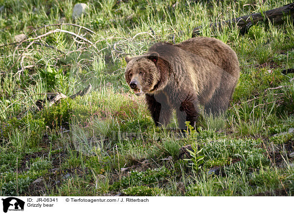 Grizzlybr / Grizzly bear / JR-06341