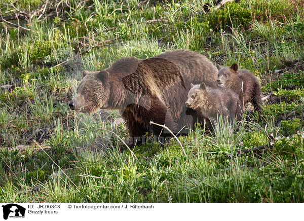 Grizzlybren / Grizzly bears / JR-06343