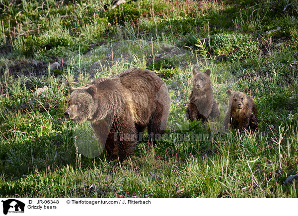 Grizzlybren / Grizzly bears / JR-06348