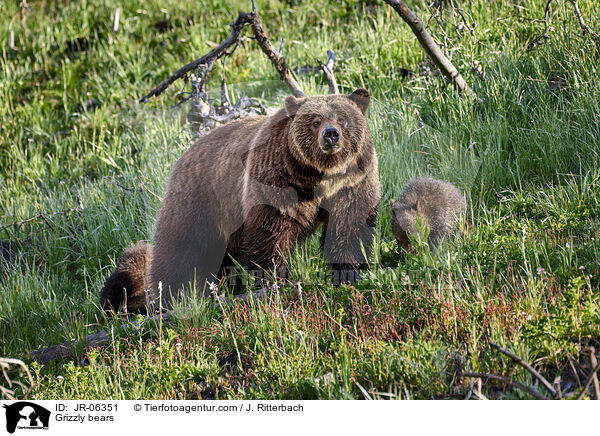 Grizzlybren / Grizzly bears / JR-06351