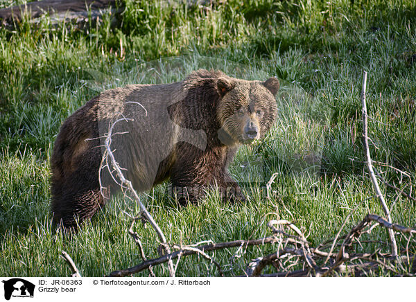 Grizzlybr / Grizzly bear / JR-06363
