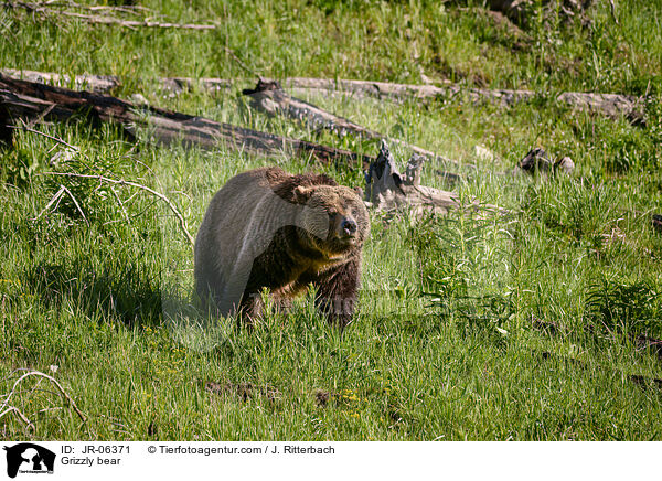 Grizzlybr / Grizzly bear / JR-06371